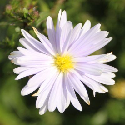 (Aster) Aster Brigitte