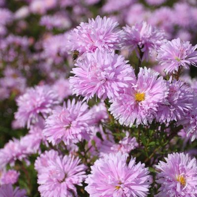 (Aster) Aster Fellowship