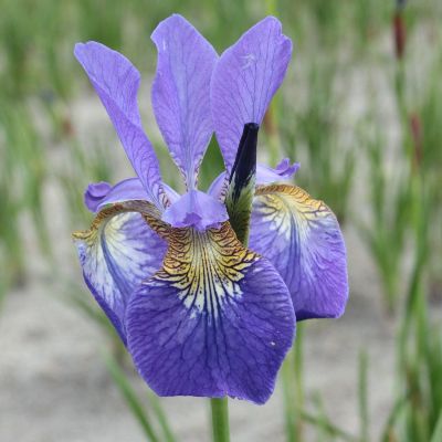 (Lis) Iris Sibirica Caesar's Brother