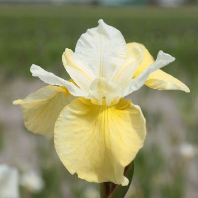 (Lis) Iris Sibirica Butter and Sugar