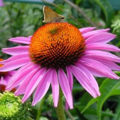 (Zonnehoed) Echinacea Purpurea Rubinstern