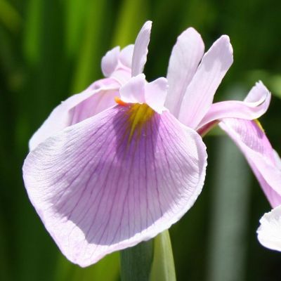 (Lis) Iris Sibirica Rose Quest