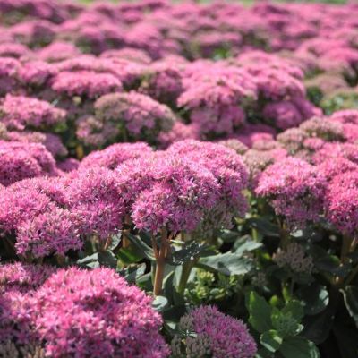 (Vetkruid) Sedum Carl