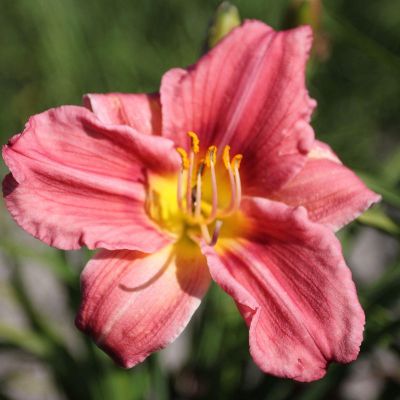 (Daglelie) Hemerocallis Rosy Returns
