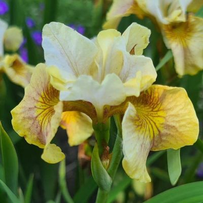(Lis) Iris Sibirica Peacock Butterfly Ginger Twist