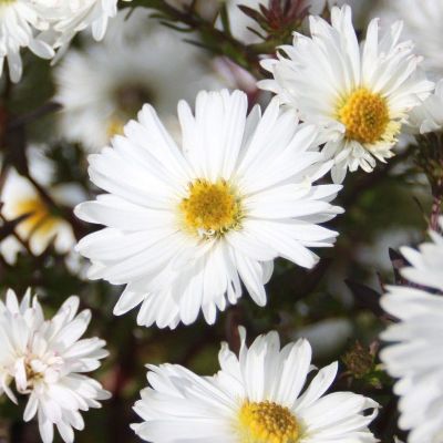 (Aster) Aster White Ladies