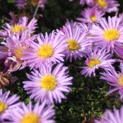 (Aster) Aster Peter Harrison