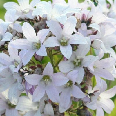 (Klokje) Campanula Loddon Anna