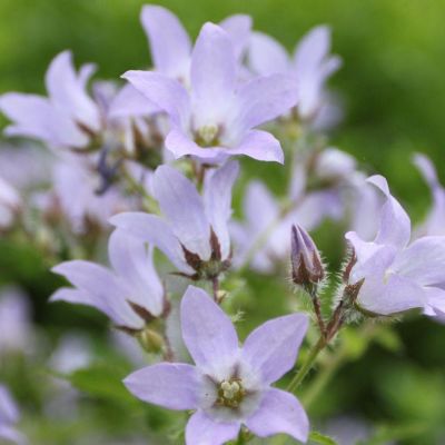 (Klokje) Campanula Prichard's Variety