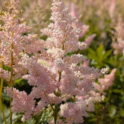 (Pluimspirea) Astilbe Europa