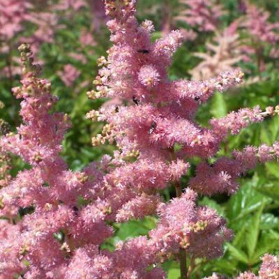 (Pluimspirea) Astilbe Bressingham Beauty