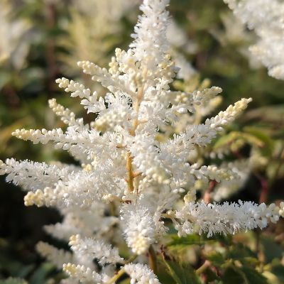 (Pluimspirea) Astilbe Astilbe 'Washington'