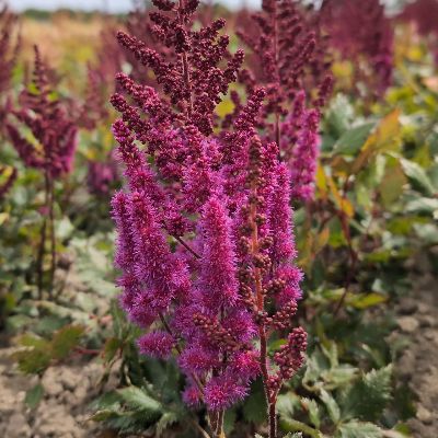 (Pluimspirea) Astilbe Vision in Red