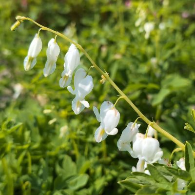 (Lelietje van dalen) Convallaria Majalis