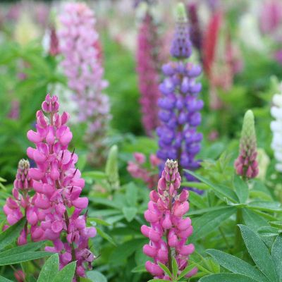 (Lupine) Lupinus Russell Hybrids Mix