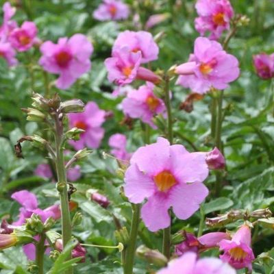 (Tuingloxinia) Incarvillea Delavayi