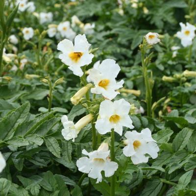 (Tuingloxinia) Incarvillea delavayi 'Snowtop'