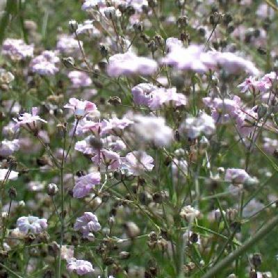 (Gipskruid) Gypsophila pacifica