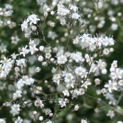 (Gipskruid) Gypsophila paniculata