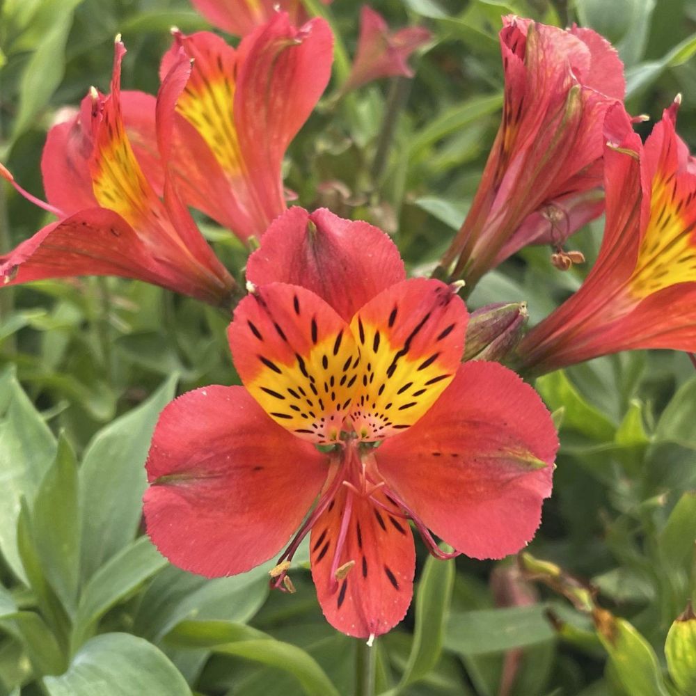 (Incalelie) Alstroemeria Mars