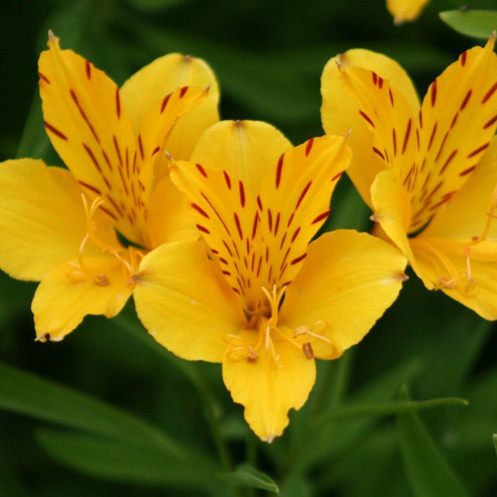 (Incalelie) Alstroemeria Lutea