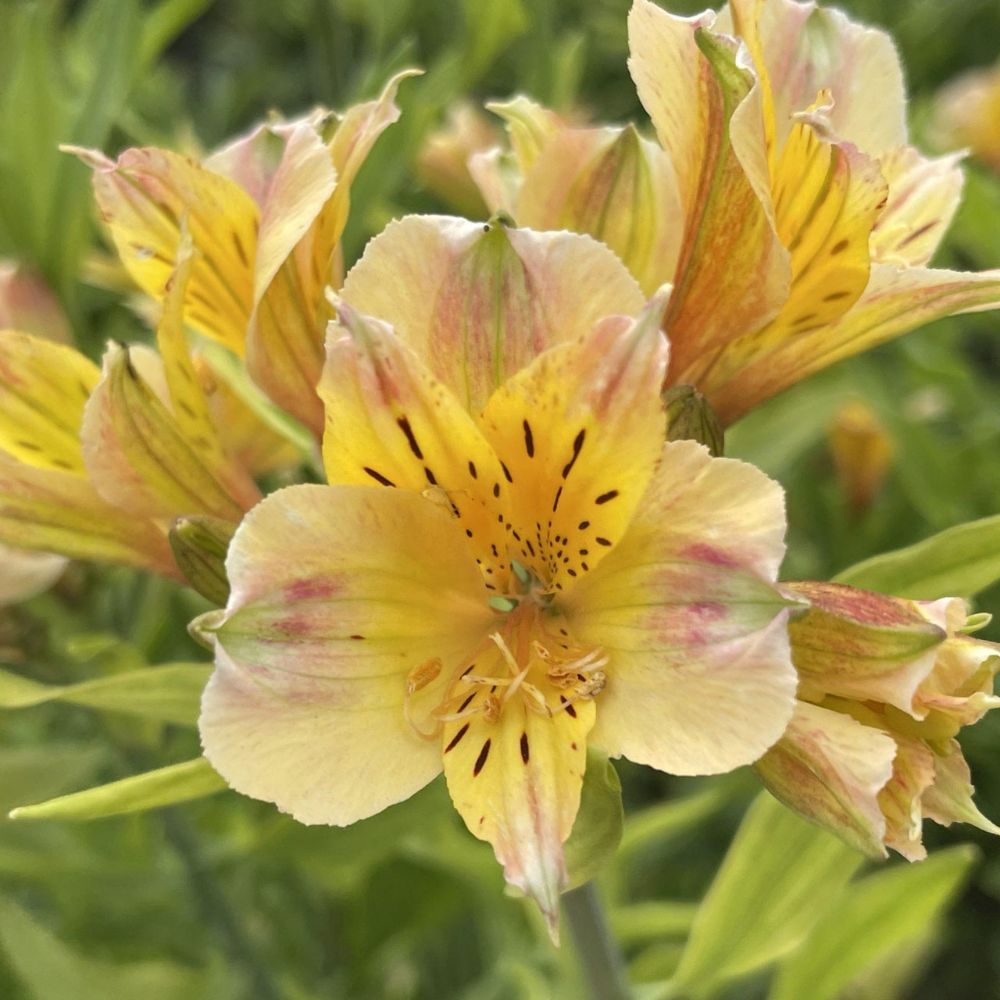 (Incalelie) Alstroemeria Jupiter