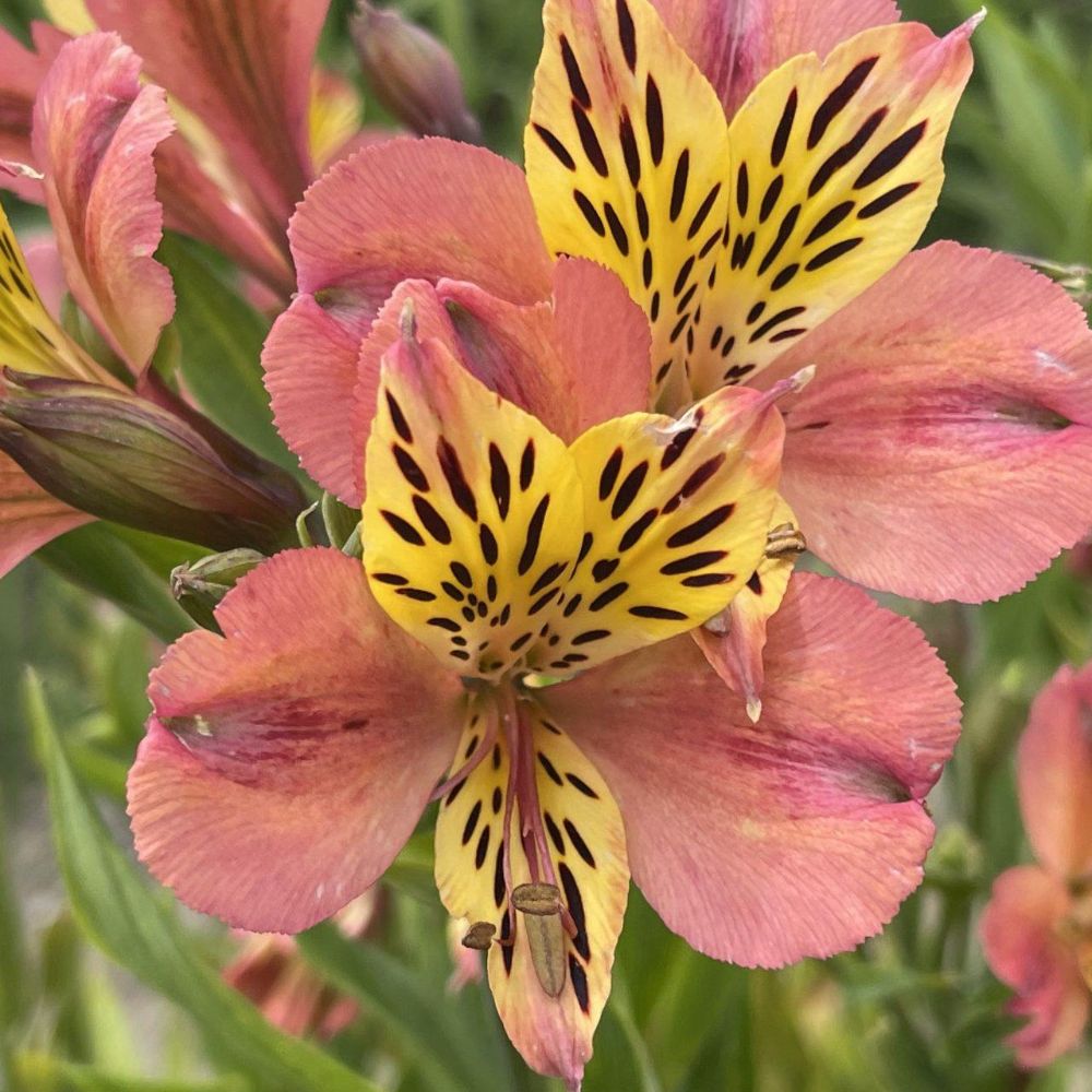 (Incalelie) Alstroemeria Cahors