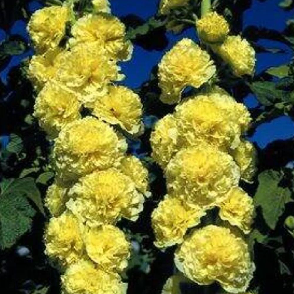 (Stokroos) Alcea Chater's Double Yellow