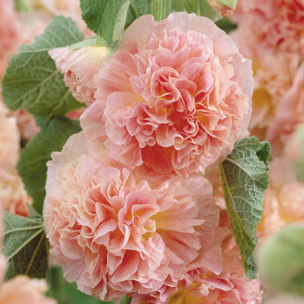 (Stokroos) Alcea Peaches 'n' Dreams