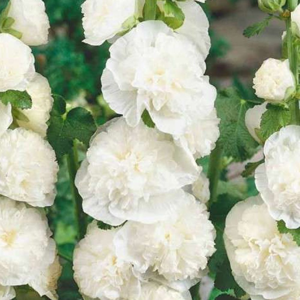 (Stokroos) Alcea Chater's Double White