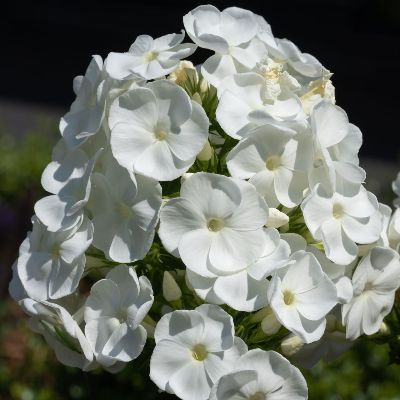 (Vlambloem) Phlox Nathalie