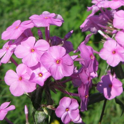 (Vlambloem) Phlox Rosalinde