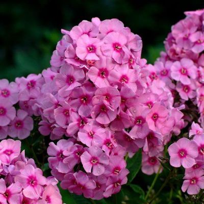 (Vlambloem) Phlox Miss Pepper