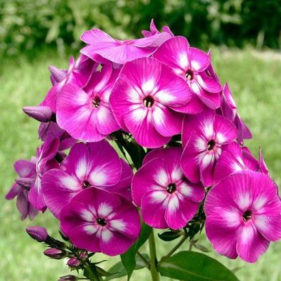 (Vlambloem) Phlox Laura