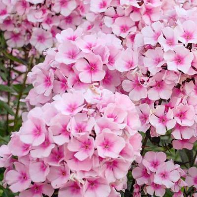 (Vlambloem) Phlox Bright Eyes