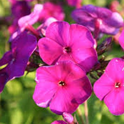 (Vlambloem) Phlox Dusterlohe