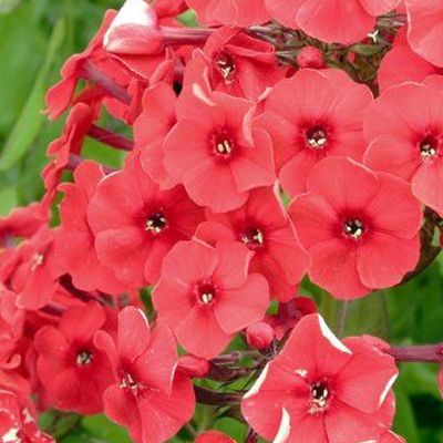 (Vlambloem) Phlox Red Riding Hood