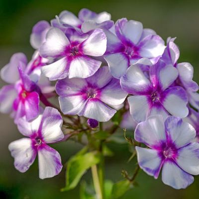 (Vlambloem) Phlox Neon Flare