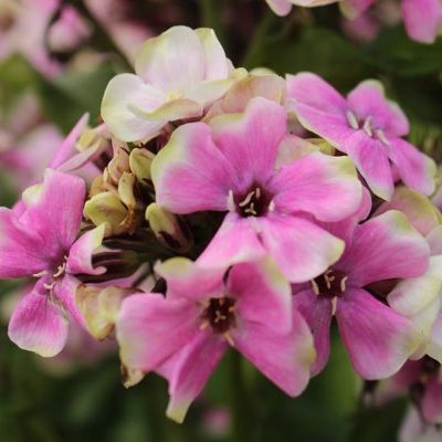 (Vlambloem) Phlox Neon Sherbet Blend