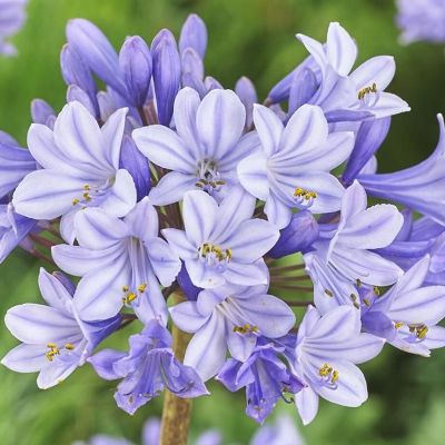 (Afrikaanse lelie) Agapanthus Silberpfeil