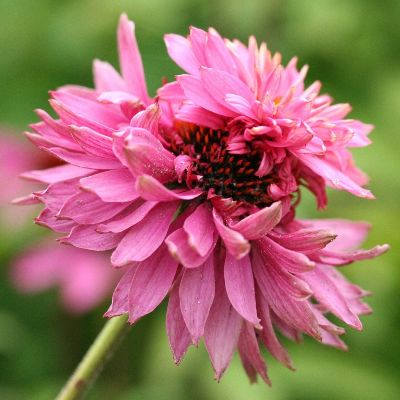 (Zonnehoed) Echinacea Double-Decker