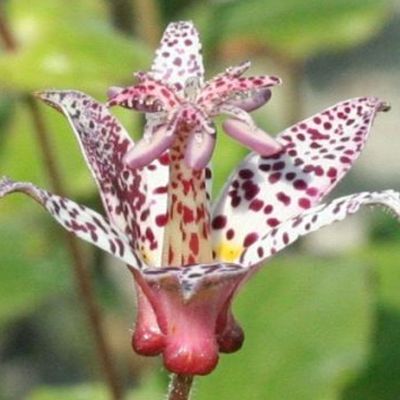 (Paddenlelie) Tricyrtis Hirta