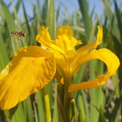 (Lis) Iris pseudacorus