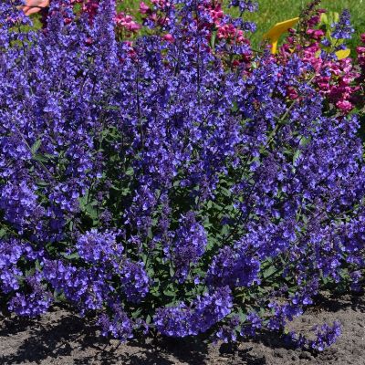 (Kattenkruid) Nepeta faassenii