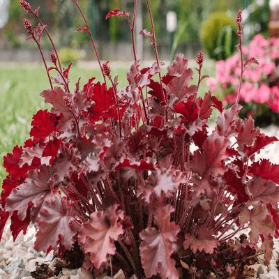 (Purperklokje) Heuchera Melting Fire