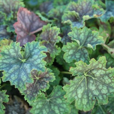 (Purperklokje) Heuchera Marvelous Marble