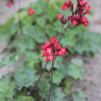 (Purperklokje) Heuchera Coral Forest