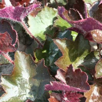 (Purperklokje) Heuchera Palace Purple