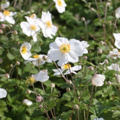 (Anemoon) Anemone Honorine Jobert