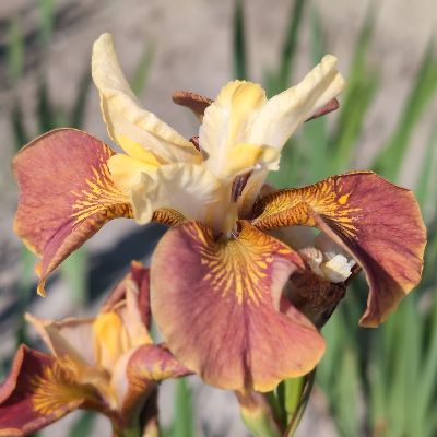 (Lis) Iris Sibirica Peacock Butterfly Drink Your Tea